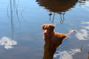 1507-tilli